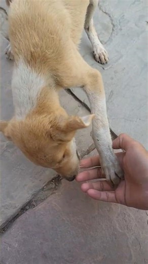 Friendship with a puppy🐶 | पुआ की दावत 😋 #puppy #minivlog #puakidawat #animallovers #cutepuppy