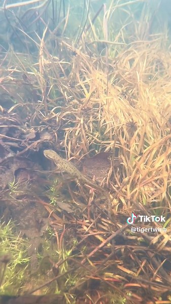 Eastern newts (Notophthalmus viridescens) celebrating spring in Northwest Georgia. ✨ Video Description: A series of videos featuring adult, aquatic phase Eastern newts underwater, amongst various plant life. Most clips show pairs of newts locked in their form of amplexus, while others show newts swimming or resting in the vegetation. Small black tadpoles and invertebrates can be seen in the background. #Newt #EasternNewt #Spring #Amphibian