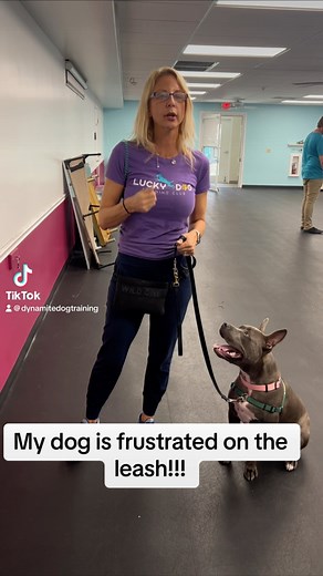 Lucky Dog Training Club on Reels