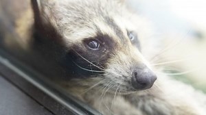 Raccoon goes viral after scaling skyscraper