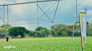 BIG NEWS, Farmers! 🚜 Syngenta Zambia Crop Protection Development Knowledge Centre is officially opening. 🌾It is your one-stop-shop for smarter, more productive farming. From expert guidance to cutting-edge innovations, this is where the future of agriculture begins. 🗓️ Launching March 25th, 2025. RSVP - https://m.facebook.com/events/1354297665995872/ or https://www.youtube.com/watch?v=rCNXXb02j0o to attend the virtual launch live. #BringingPlantPotentialToLife | Syngenta