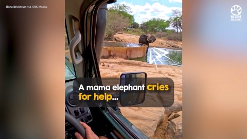 Mama Elephant Cries For Help To Save Her Baby