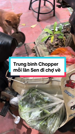 vitaminchopperinu trên TikTok