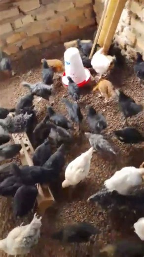 LOCAL CHICKEN Farming is possible for everyone #chicken #chickenegg #freerangechickens #realfarm