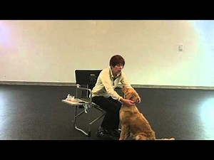 Head Halter Desensitization Process