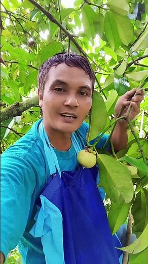 This Is What A Mangosteen Tree Actually Looks Like! #nature #mangosteen