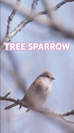 Tree Sparrow sighting!!! #birds #birding