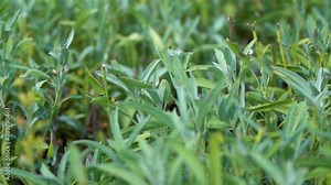 A field sown with medicinal herbs. Sage, Aromatic Herbs. Sage Field.