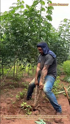 La récolte du manioc en action