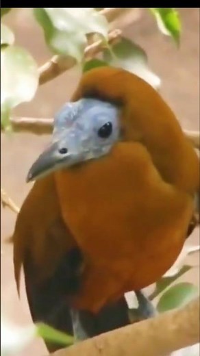 Capuchinbird – The Bird with a Cow-Like Call