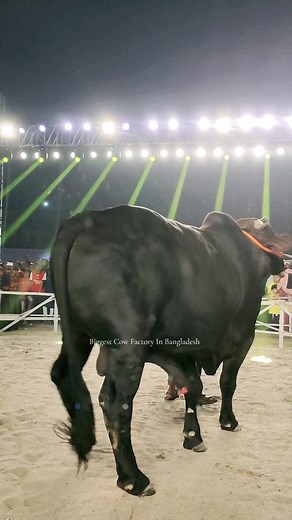 Biggest Bulls On The Ramp . . . #cow #biggestcow🐄 #paglagoru😡 #paglagorurpaglami #paglagoru💥 #sibbi #brahman #longhorn #viral #trending #trendingvideo #foryou #fyp #fypシ #fypシ゚viral #shorts #foryoupage #agro #blackcow #austral #holstein #friesian #Kankarej #deshal #গরু #গরুর_হাট #গরুর #গরুপাগলা #গরুবাজার #গরুকোরবানি #tallest #viralvideo #trendingvideo #trend #biggestcowfactoryinbangladesh #biggestbullfactoryinbangladesh
