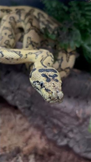 Kira our carpet pythons home 🐍 #vivarium #reptiles #snake #python #carpetpython