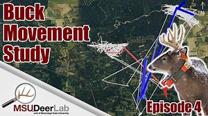 BUCK PERSONALITIES? Through our collared buck project we identified two main personality types exhibited by mature bucks in our study area. Watch as we contrast and describe the characteristics of these buck's movement. | MSU Deer Lab