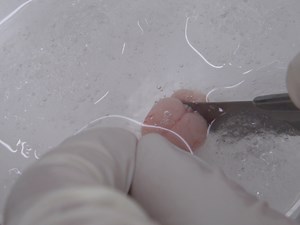 Subcellular Patch-clamp Recordings from the Somatodendritic Domain of Nigral Dopamine Neurons