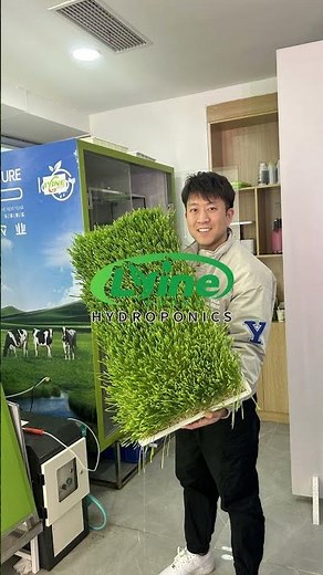 Hydroponic Fodder With Clean and Mold-free Roots