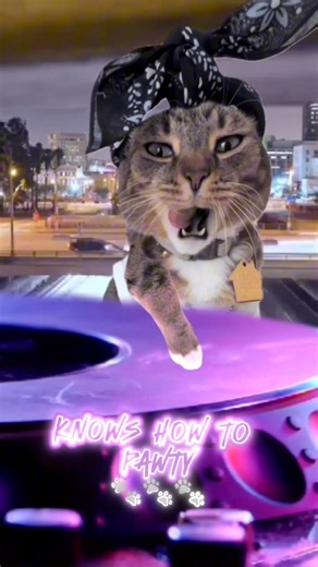 Tupac as a cat 😎 let’s pawty 😻🐾🎉 #cat #cats #pawty #catsofinstagram #tupac #2pac #drdre #california #hiphop #rap #rapmusic | Bean.cat123