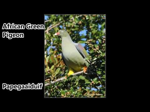 African Green Pigeon call