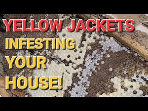 10,000 Yellow Jackets and Nest Removed From A House! Wasp Nest Removals