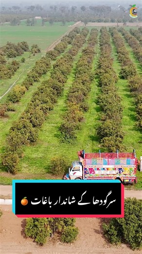 Discover the Citrus Paradise of Sargodha, Pakistan