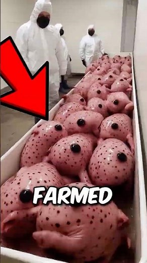3 WEIRDEST Animal Farms That ACTUALLY Exist! 😱 #animals #facts #curiosities #shorts