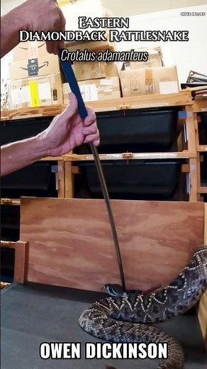 How venom is safely extracted from a rattlesnake! #science #snake