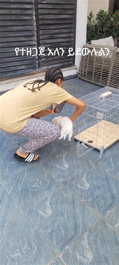 #bird #pigeon #ethiopetshop #parrot #ethiopetshop #pet #dogs #vairal #