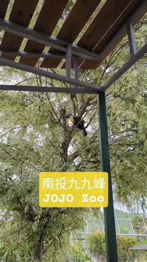 🦜 Toucans at JOJO Zoo | Meet the Colorful Beaks!