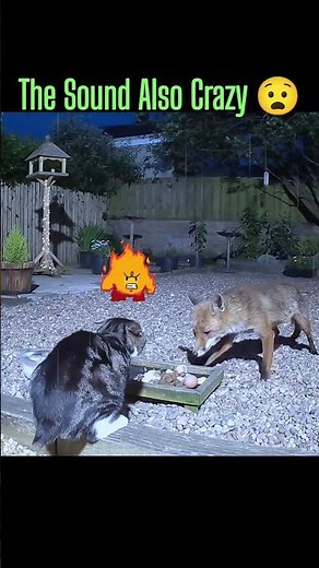 Cat vs Fox Fight – Brave Cat Defends Its Territory! 🐱🦊