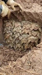 492 reactions · 53 shares | Is this Real Life Minecraft!?!?勞樂 #minecraft #turtles #underground #digging #dirtwork | Visual Disturbance | Facebook