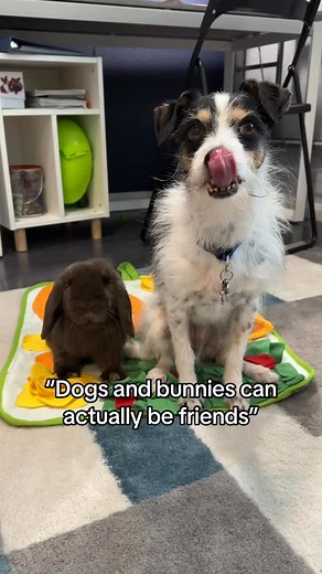 Is your bunny friends with your other pets? I’ve been going through alot of old photos and videos from before we had Dixie and man Buttercup and dog brother were buds! 🐶 🐰 #unlikelyfriends #bunnylife #bunniesanddogs #petbunny | Buttercup the Tripod Bunny