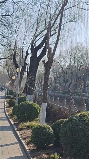 Auf dem Campus der Tsinghua University 🇨🇳 #shorts