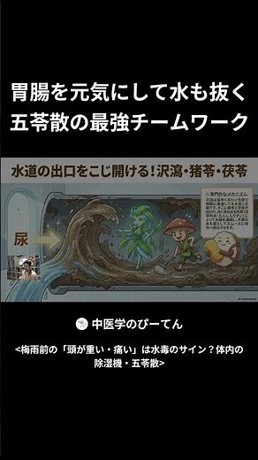 Boosting Gastrointestinal Health and Draining Water: The Ultimate Teamwork of Goreisan