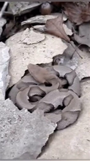 Eastern Copperhead