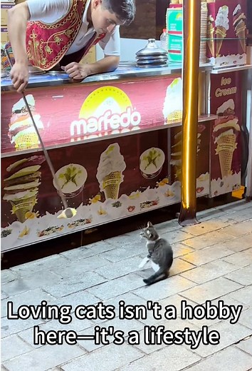 Istanbul’s Real Bosses: Cats Who Rule the City