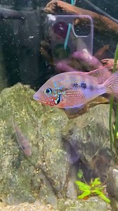 A stunning pair of thorichthys maculipinnis layed a tiny batch of eggs in our small Central American cichlid display tank a awesome little Christmas present Don’t forget guys we are open today 9am-5pm | Allfish2u