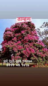 29K views · 207 reactions | #SanasNarsari #entrepreneurship #marketing #startup #entrepreneur #entrepreneur #smallbusiness #success #motivation #entrepreneurowner #digitalmarketing #money #entrepreneurlife #branding #inspiration #startups #startuplife #startupbusiness #innovation #instagram #technology #hustle | Wholesale Nursery Plants | Facebook