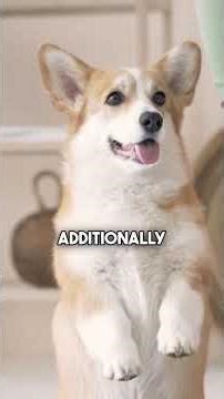 What Happens If Dogs Eat Cheese Every Day?