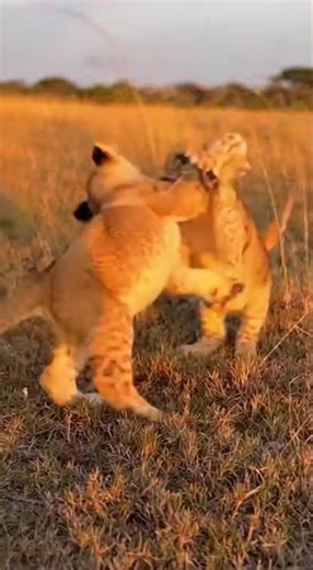 Heartwarming Moments of Lion Cubs Playing Together #Lion #shorts