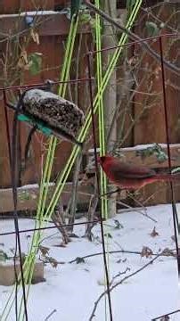 Cardinal knocking on window