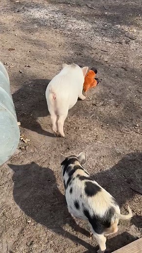 A BIG thank you to PetSmart for donating a whole bag of stuffed animals to our rescue! Yes… pigs LOVE stuffed animals too — they cuddle them, carry them, and nap with them. It’s the cutest thing ever! 😭💕 | The Tiny Hiny Rescue