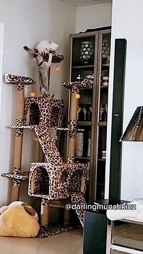 Darlingmunchkinz on TikTok