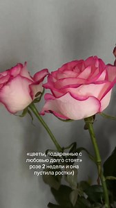 Цветы, подаренные с любовью, стоят дольше