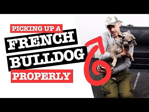 How to Pick Up a French Bulldog Properly & Safely