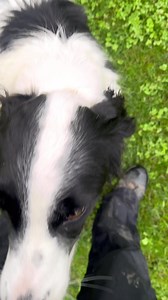 24K views · 32 reactions | 6 week puppy training courses Our unique...