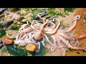 Girl caught Octopus with dozens of legs, it was very delicious to eat it with Korean spicy sauce