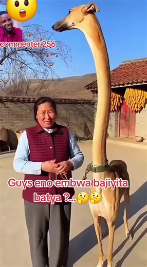 commenter 256 (@commenter240)’s videos with original sound - commenter 256