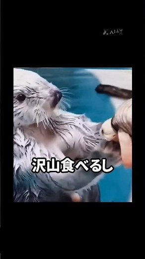 ラッコ🦦の可愛さの秘密‼️