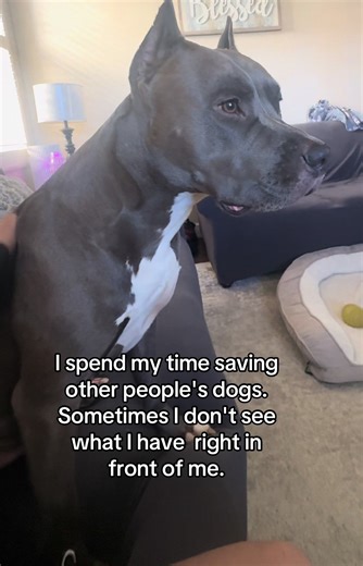 Woke up feeling blessed today and grateful as I spend so many hours networking and saving so many dogs. I forget what I have right in front of me. I am the luckiest person!! I get to wake up every single day doing what I love Blessed for my family and all my fur babies . Blessed to have met some amazing people that have become my close friends. Blessed to have some amazing followers that stand by my side every single day trying to get SoCal dogs seen and saved. Blessed for everyone that has reac