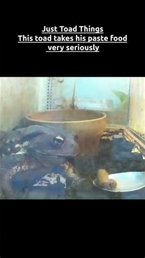Just Toad Things — This toad takes his paste food very seriously🐸🇯🇵 #funny