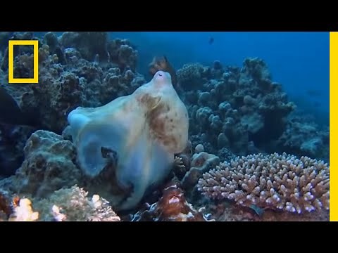 Octopuses Mate With a Special “Sex Arm” | National Geographic
